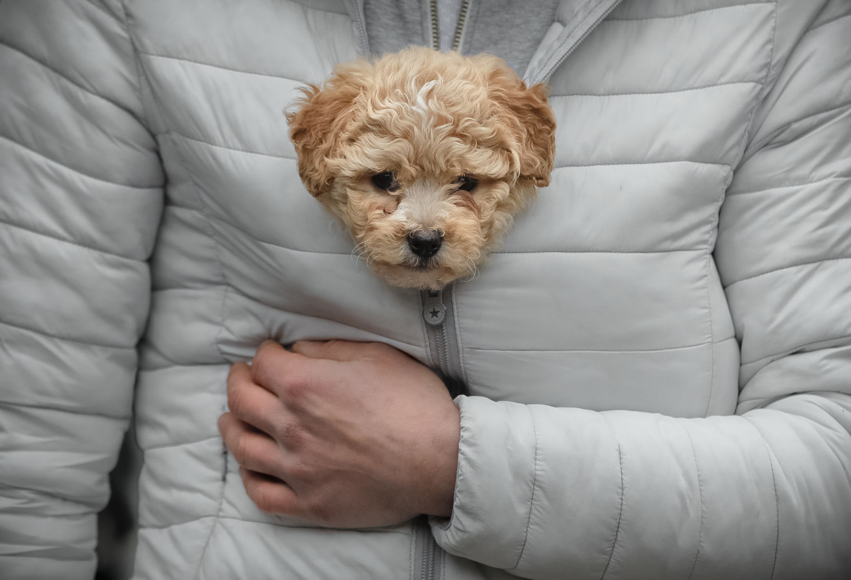 Puppy Romania